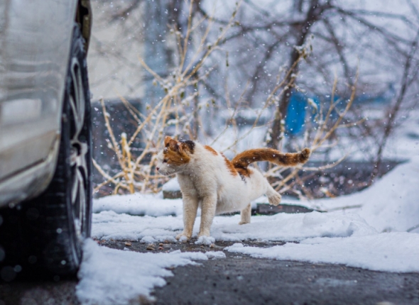 Новость дня