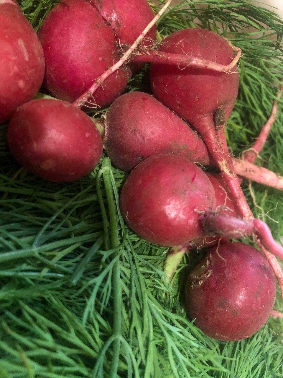 Редиска, овощи Артем Дубенчук