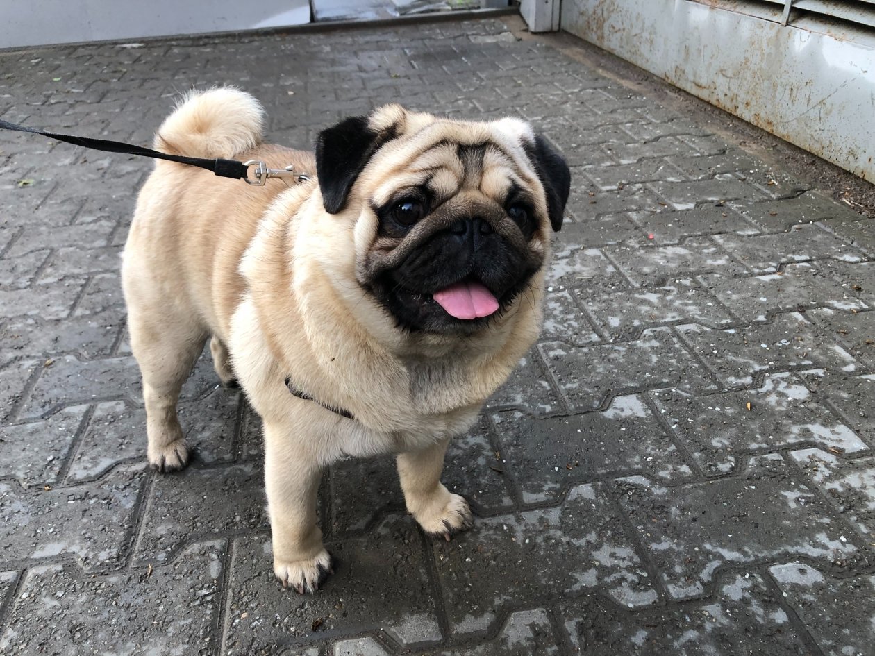 Собака, мопс Артем Дубенчук