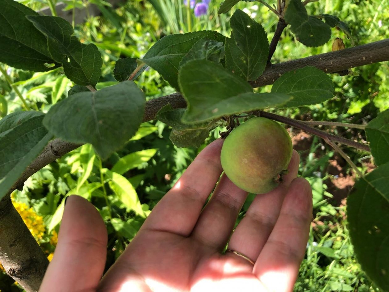 Яблоня, яблоко Артем Дубенчук