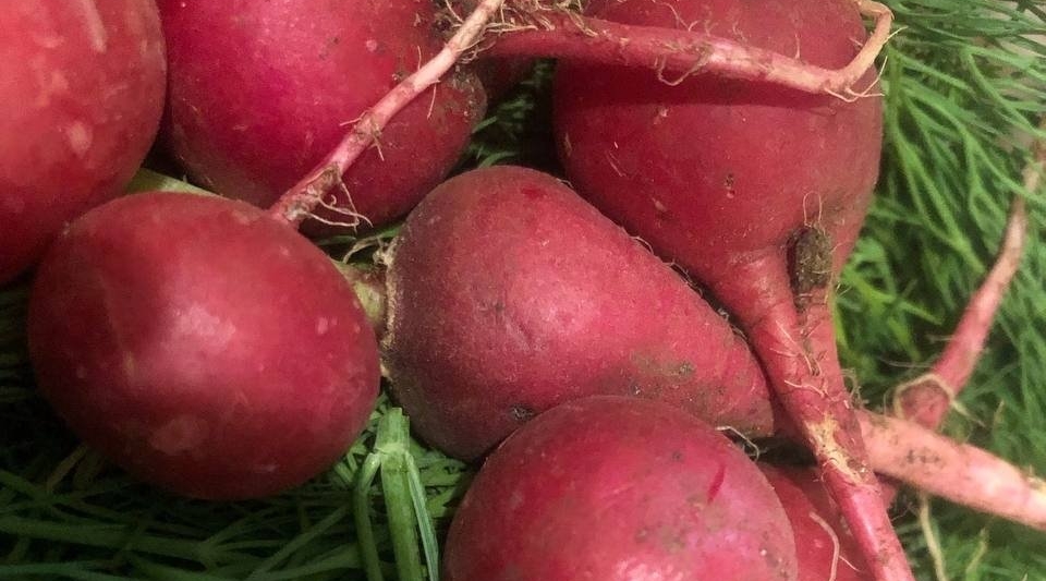 Редиска, укроп, урожай Артем Дубенчук