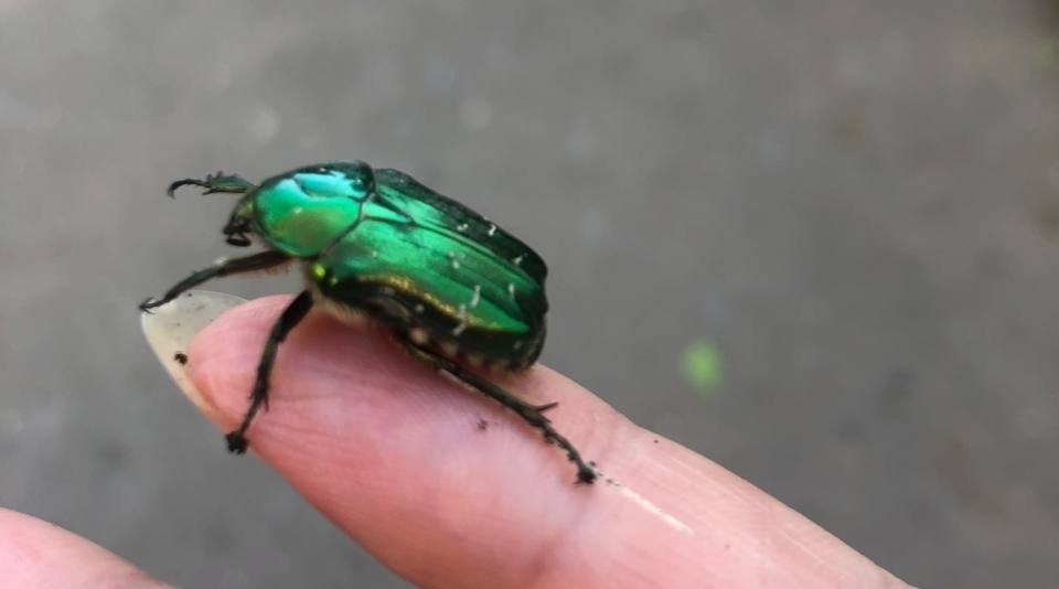 Майский жук, насекомое Артем Дубенчук