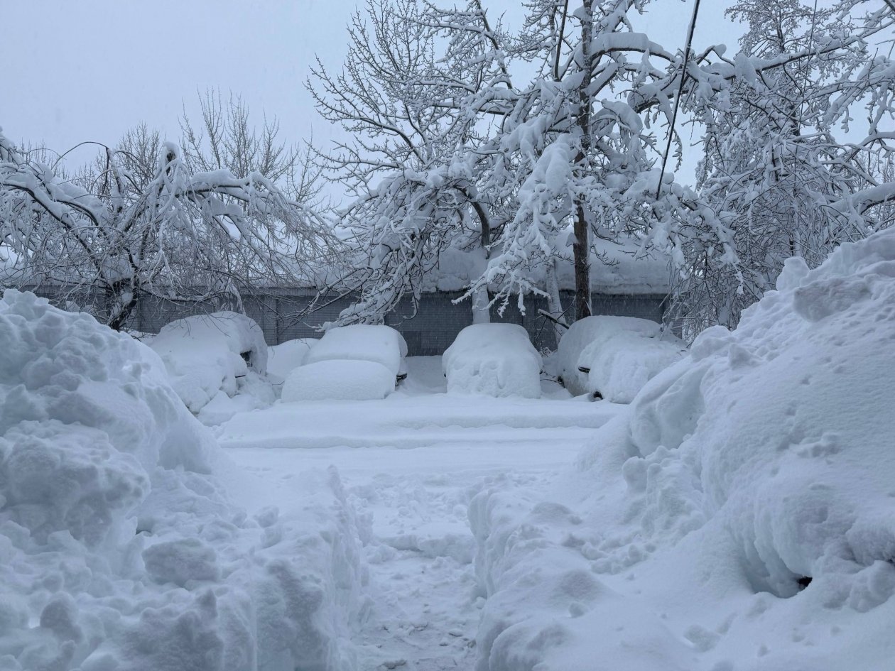 Автомобили под снежными ветвями Ольга Семёнова, ИА KamchatkaMedia