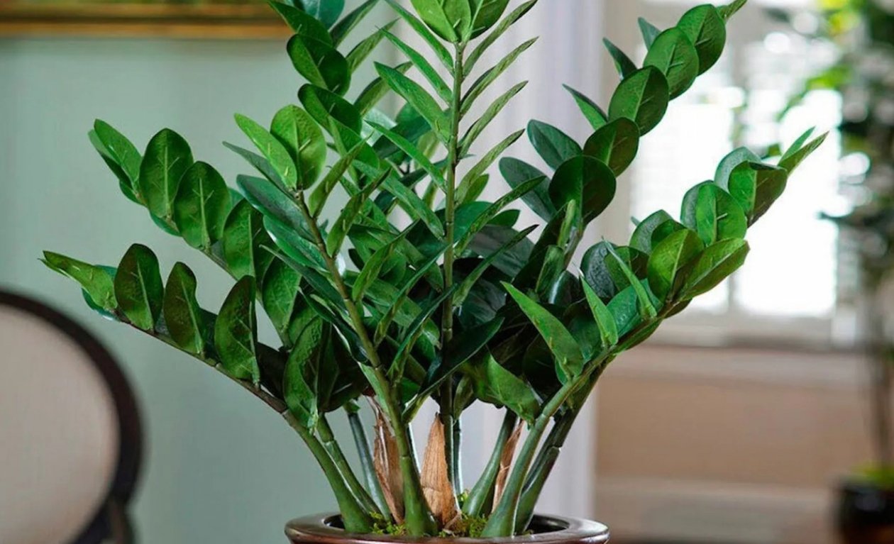 Тематическое фото Изображение сгенерировано ИИ Qwenlm.a (18+)