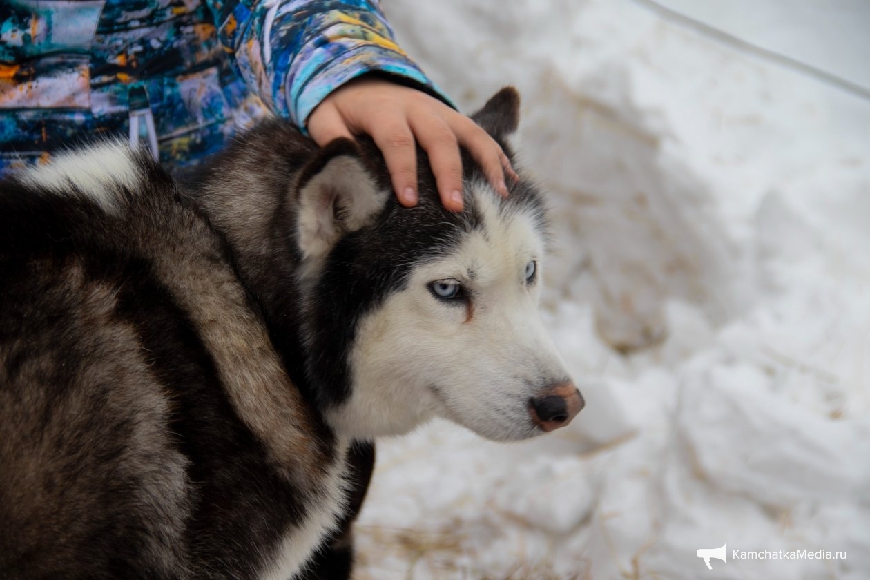 Ирина Васильева, ИА KamchatkaMedia