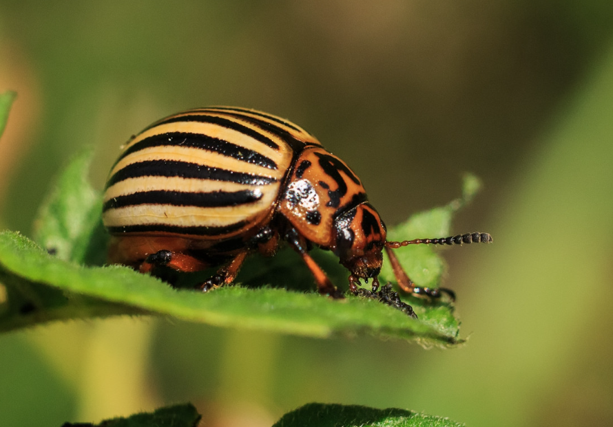 Тематическое фото Pxhere.com (18+)