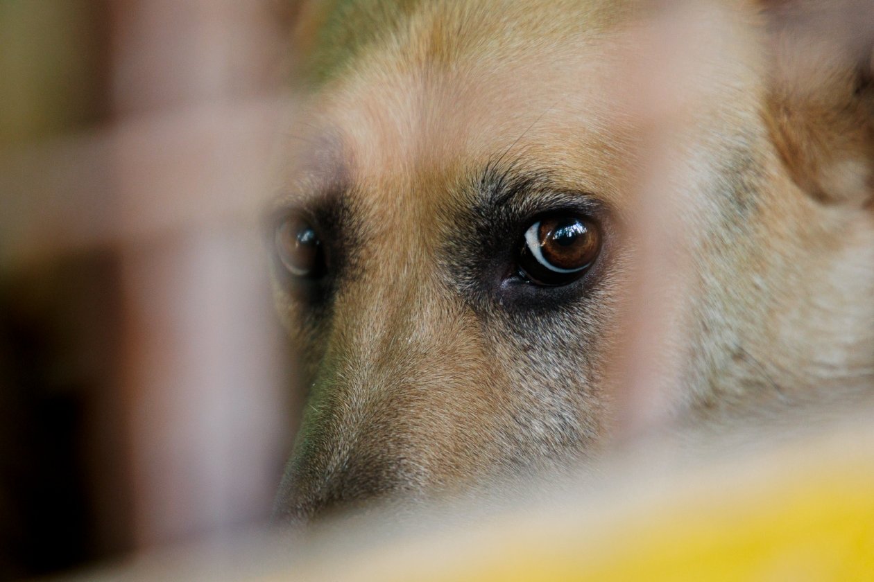 бездомное животное Евгений Кулешов, ИА PrimaMedia.ru