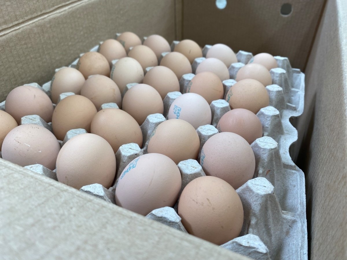 Яйца Правительство Камчатского края