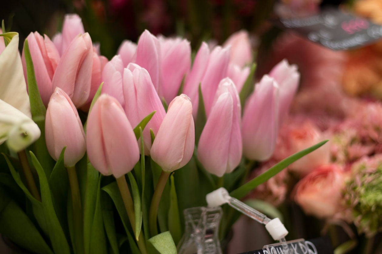 Тюльпаны к 8 марта Ирина Васильева, ИА KamchatkaMedia