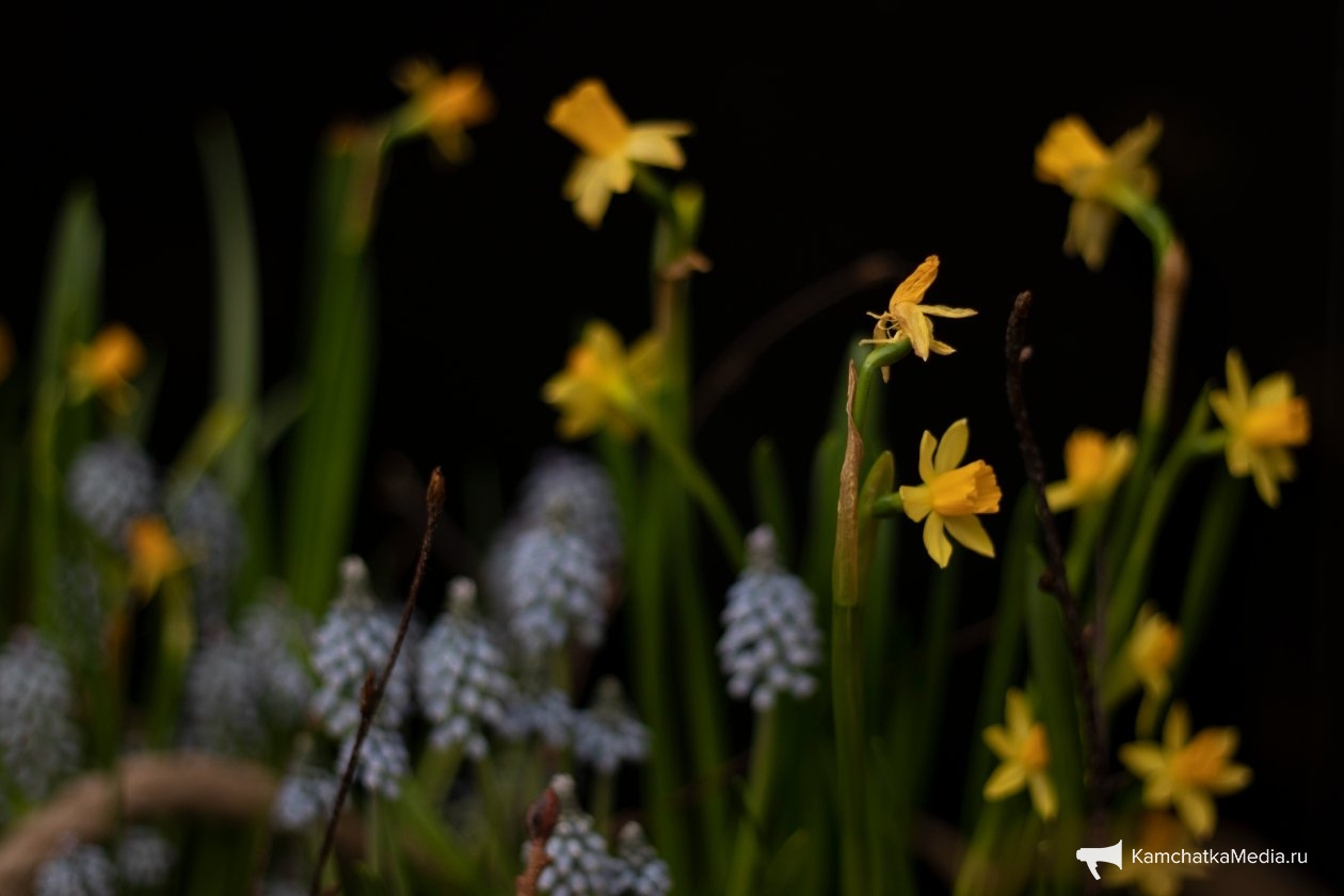 Ирина Васильева, ИА KamchatkaMedia