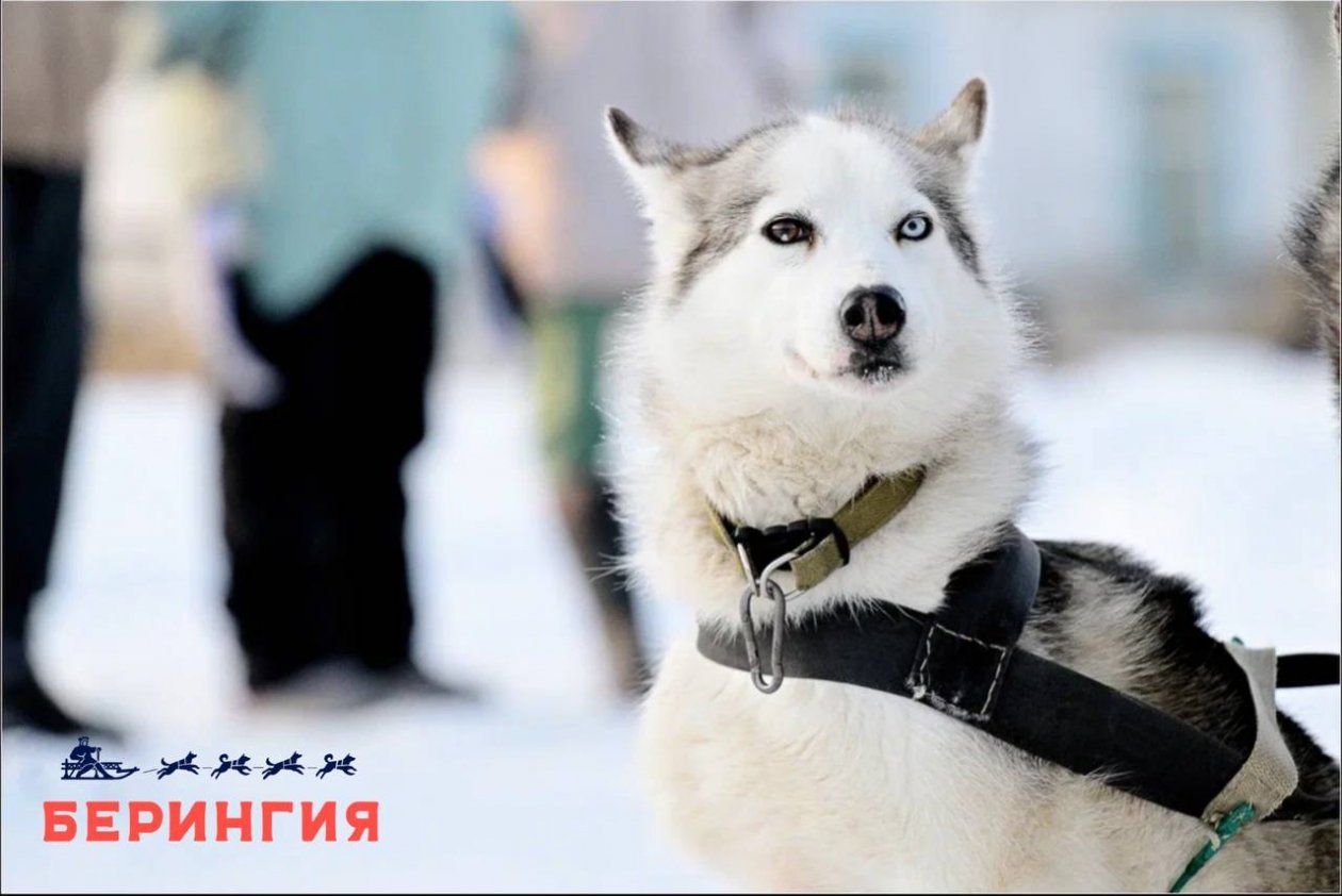 ТГ-канал 