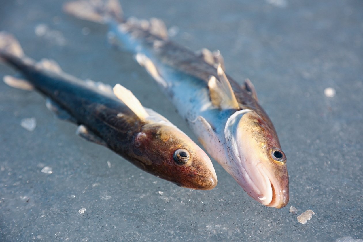 Зимняя рыбалка, рыба Илья Аверьянов, ИА PrimaMedia.ru