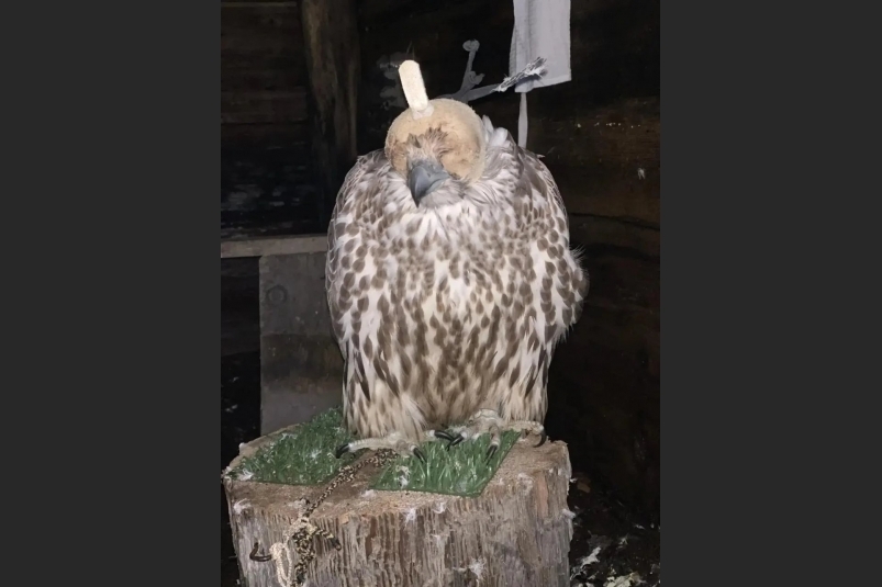 Отловленные преступниками кречеты Прокуратура Камчатского края