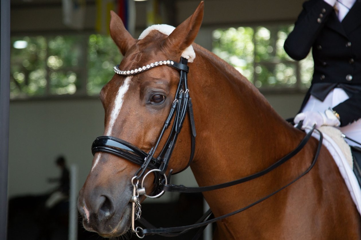 Лошади. Тематическая фотография Артём Хорошилов  , ИА Stavropol.Media