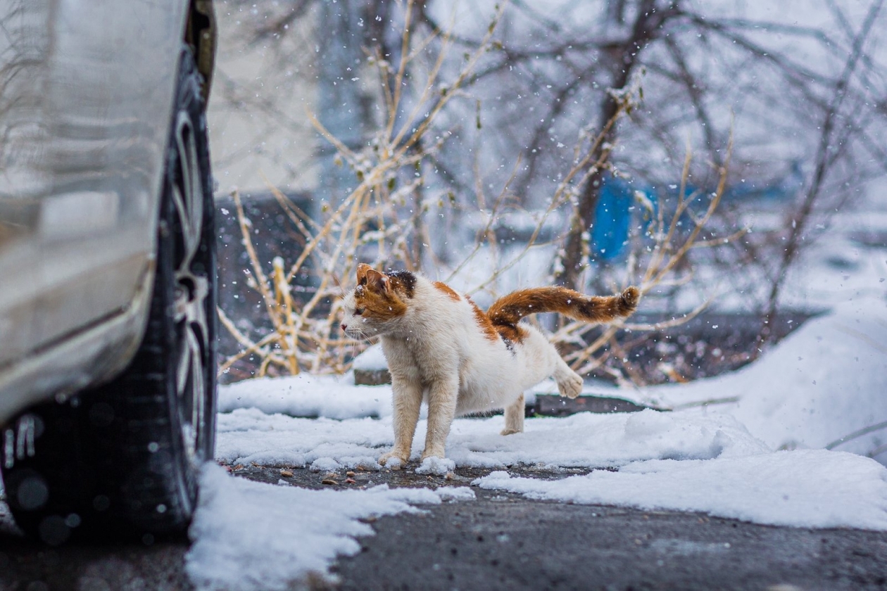 Опять циклон! Мария Смитюк, ИА PrimaMedia.ru