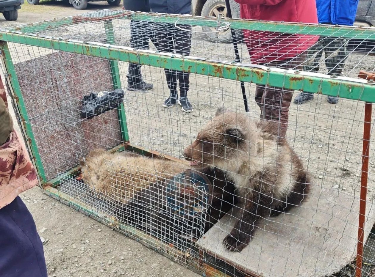 Медвежата в приюте в Раздольном