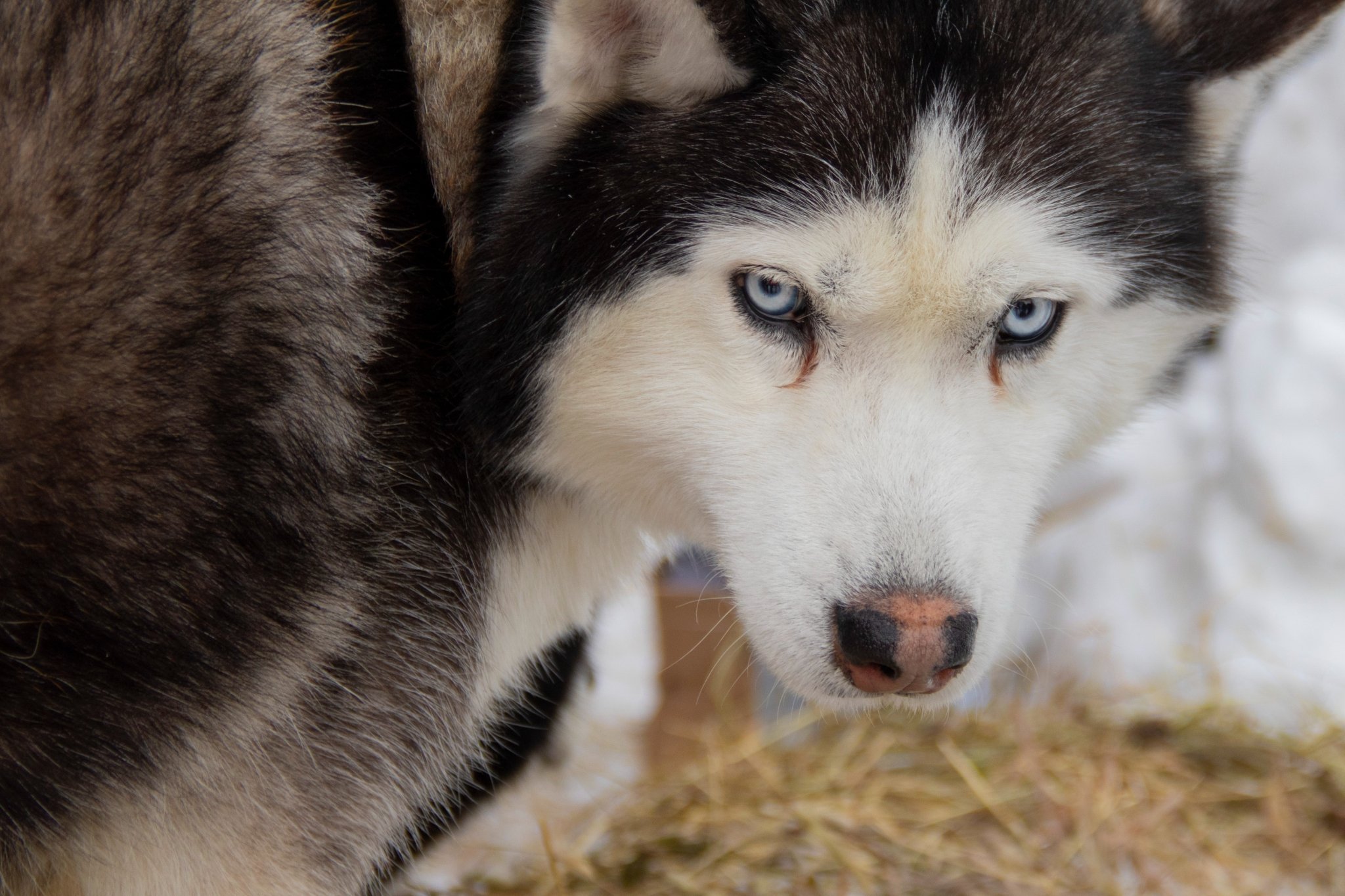 На Камчатке прошло торжественное открытие гонки "Берингия. Авача - 2026" (ФОТО)