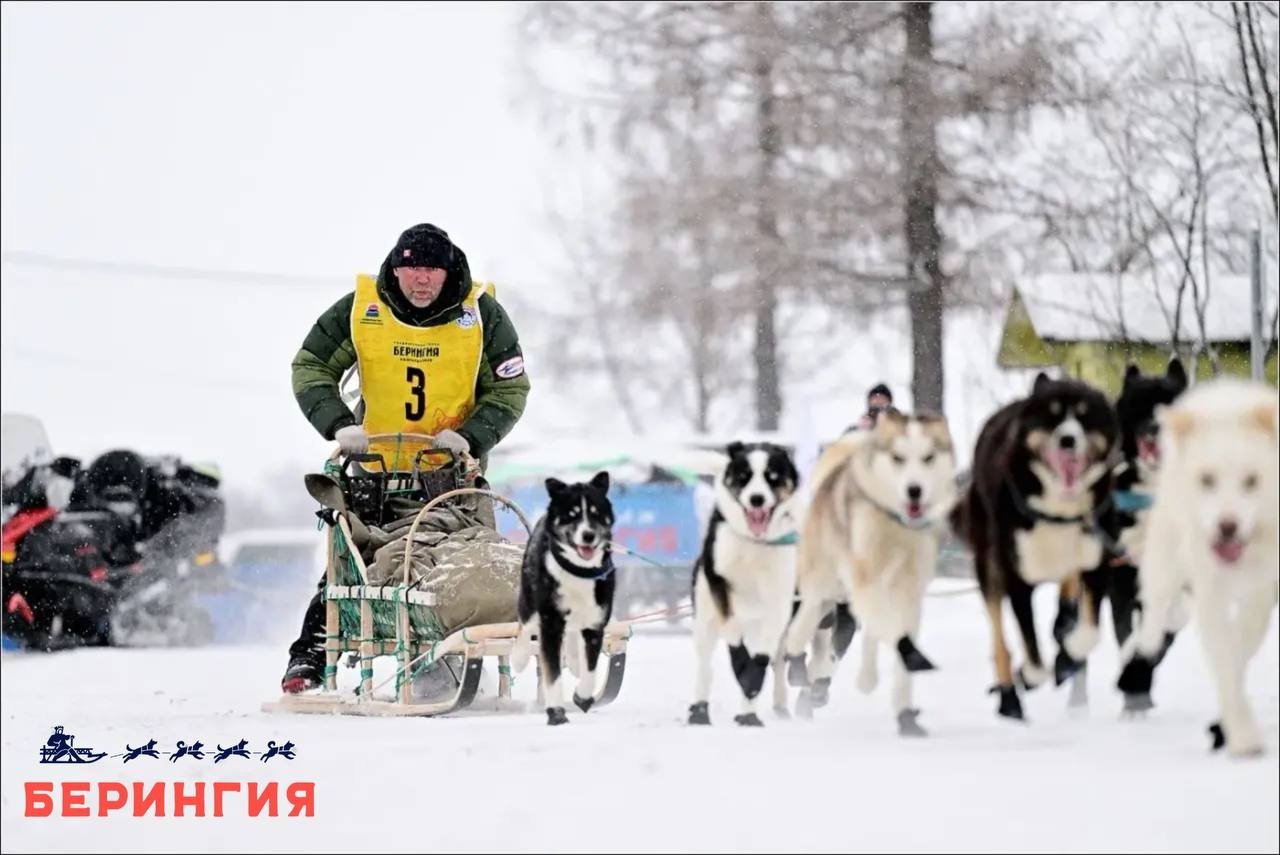 Следите ли вы за гонкой на собачьих упряжках "Берингия"?