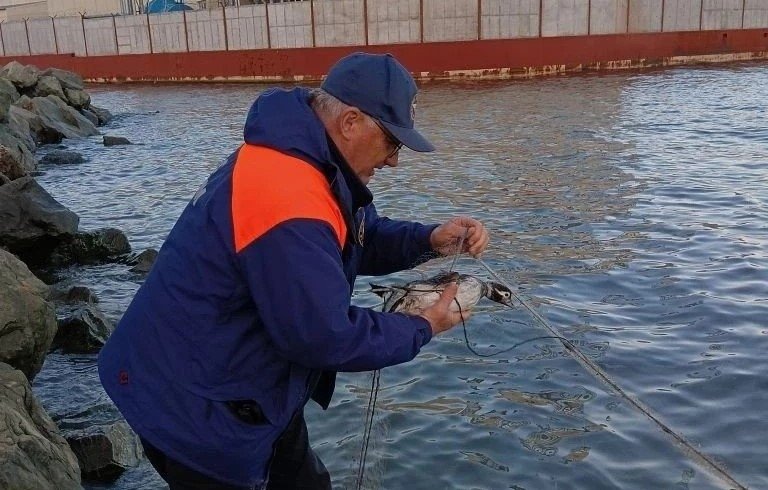 Спасение утки ГУ МЧС России по Камчатскому краю