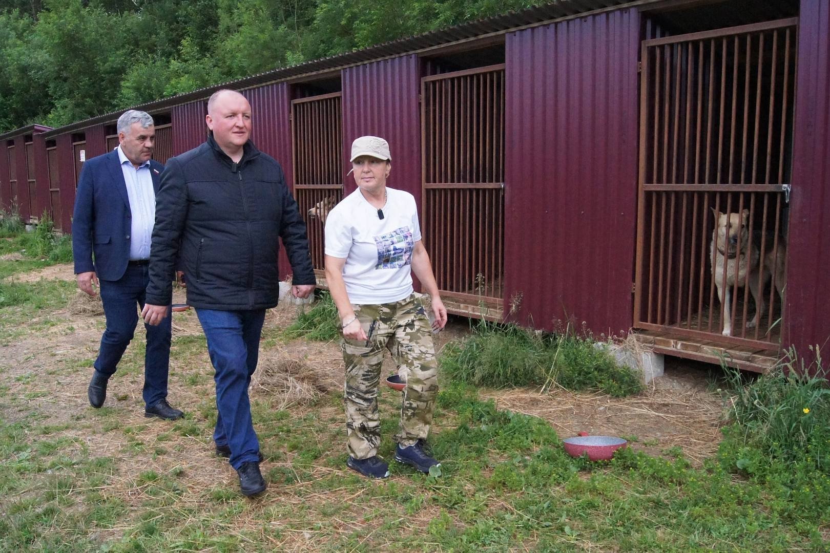 Законы снизили число бездомных собак на Камчатке  
