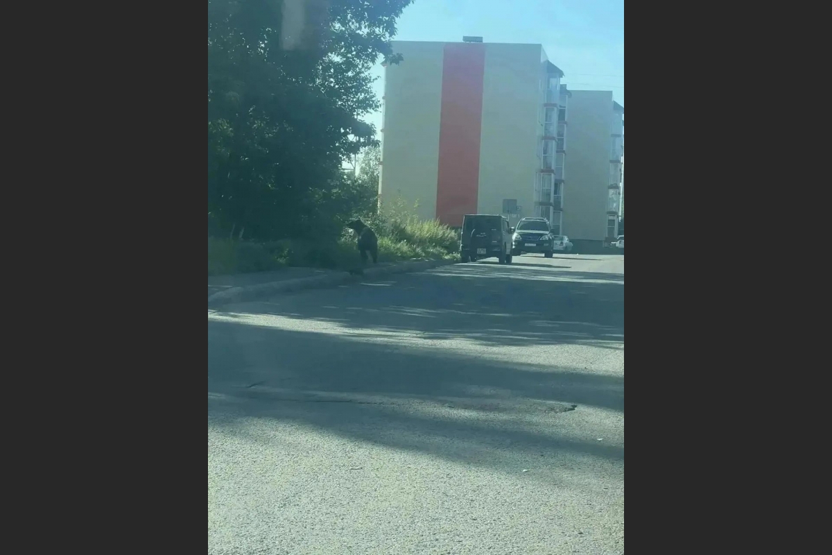 Медведь на улицах Елизово из соцсетей